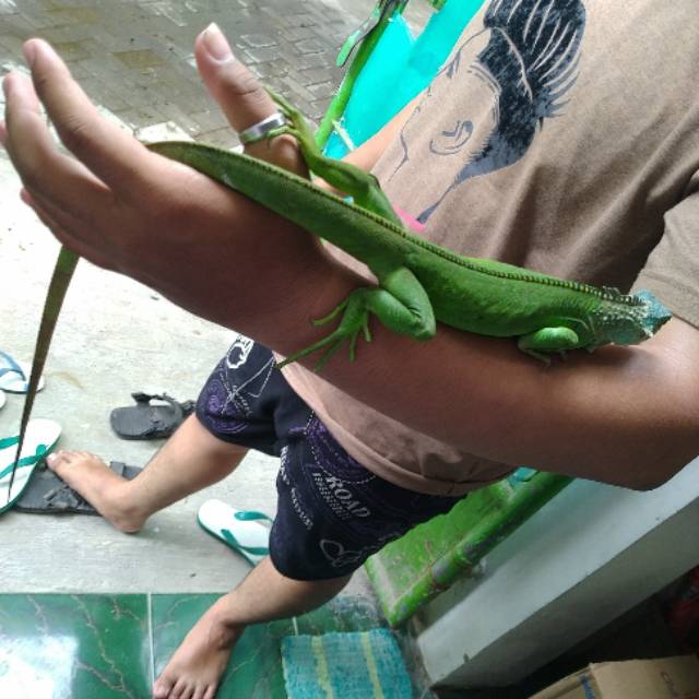 Iguana green mix columbia 60 cm up