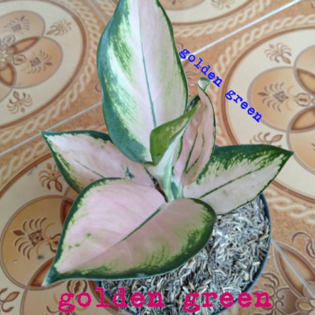 aglonema kocin sutra