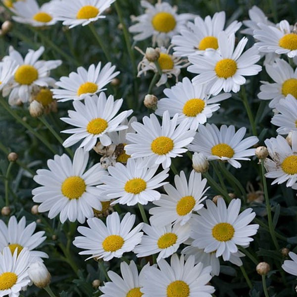 Tanaman Hias Aster Pikok Putih