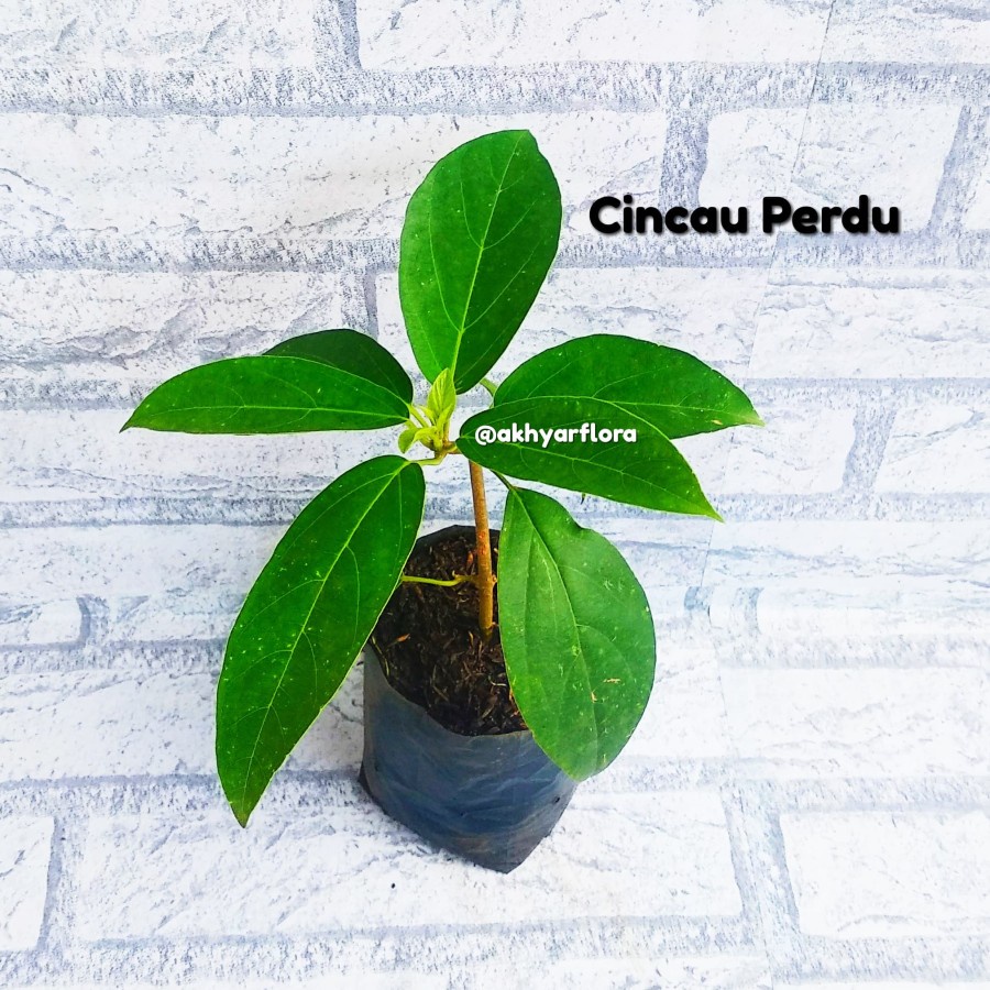 Bibit Tanaman Cincau Perdu Tanaman Herbal Daun Cincau Hijau Cincau Alami tanaman herbal