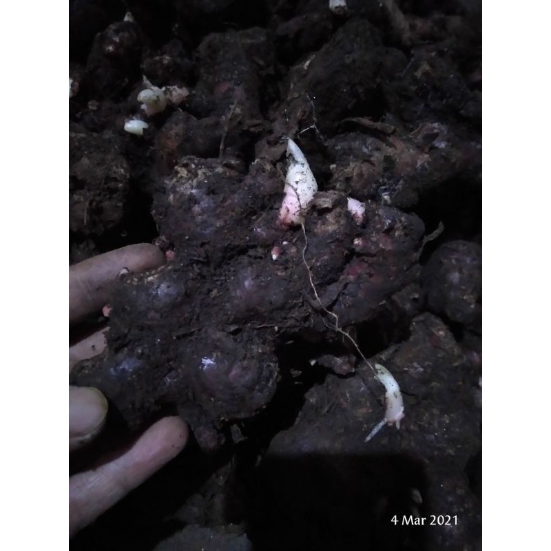 

bibit Jahe Merah untuk konsumsi juga bisa ,1kg