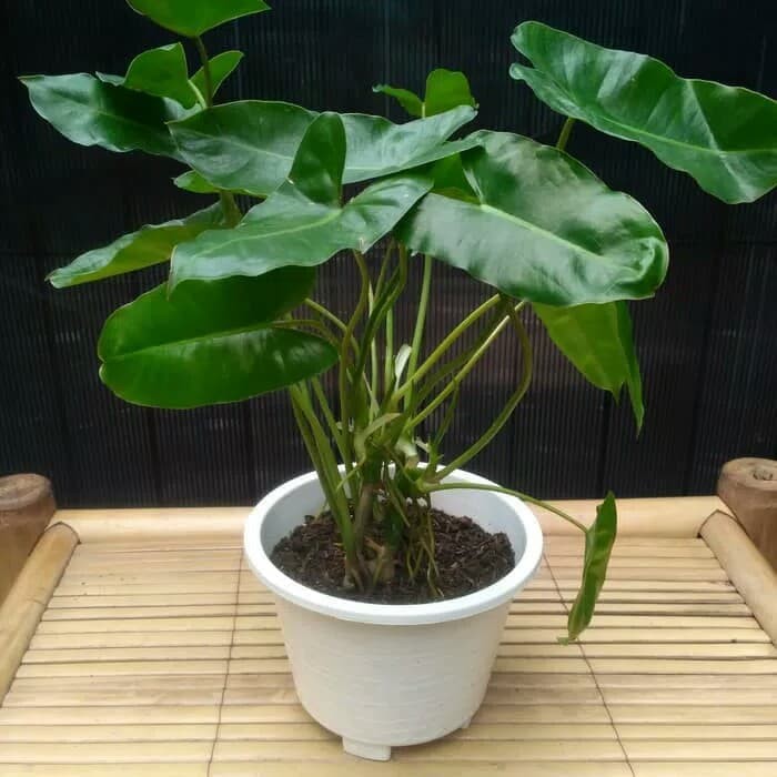 tanaman hias brekele/Philo brekele - pohon brekele