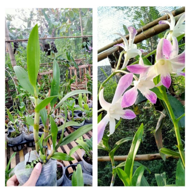 Dendrobium Caesar Warawan