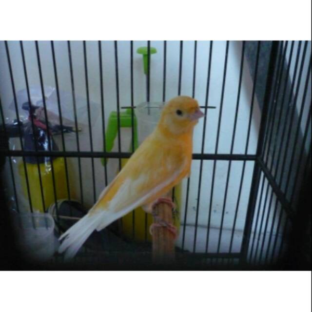 44+ Harga burung kenari af super terbaru