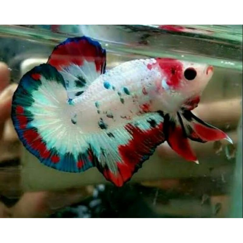 IKAN CUPANG 20% MUTASI NEMO/KOI/MULTI/CANDY/PANCY