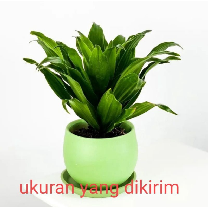 ID DRACAENA JANET CRAIG / COMPACTA GREEN / DRACENA HIJAU BIBIT TANAMAN HIAS BUNGA