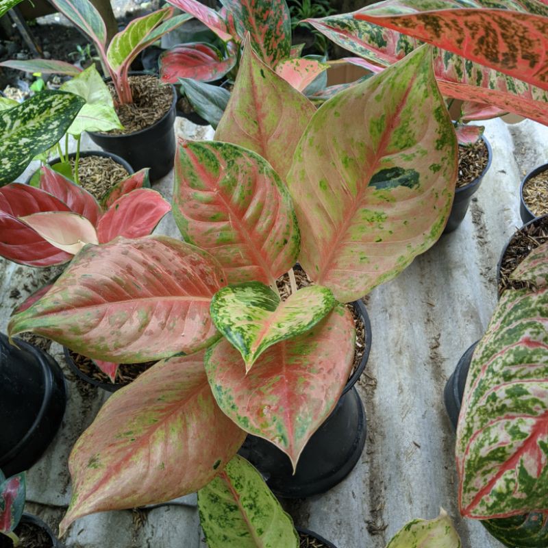 aglonema Light Of Diamond ( LOD )