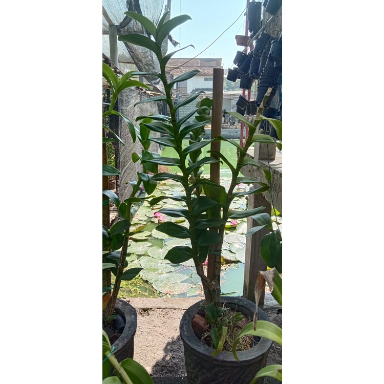 anggrek dendrobium 1m up md