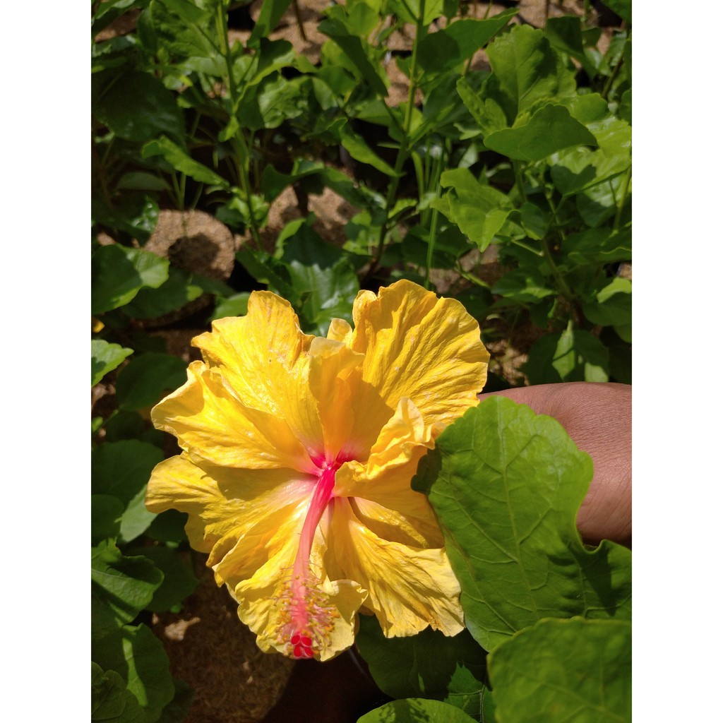 Tanaman Hias Hibiscus Kuning~ HIBISCUS~TANAMAN Hibiscus Rosa Sinensis...minimal order 4 pohon @
