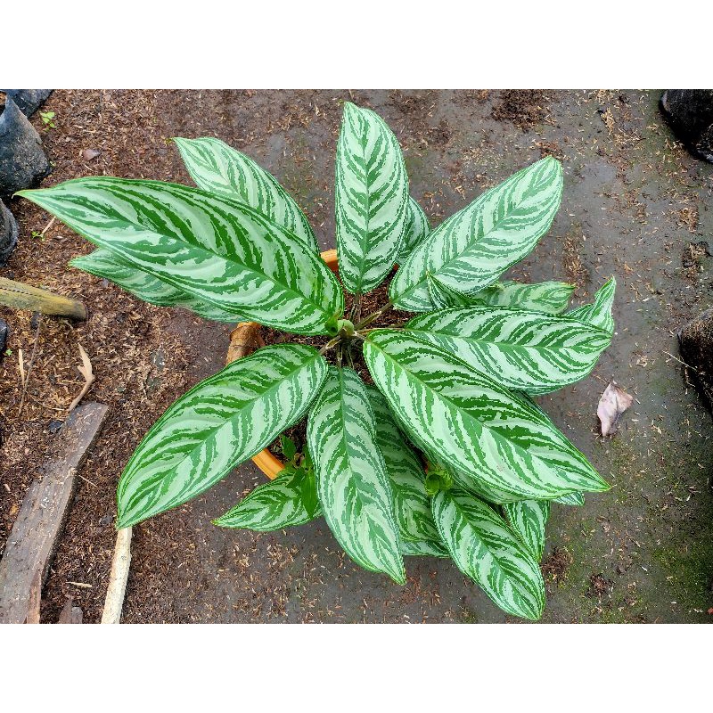 AGLONEMA SRI REJEKI REMAJA TERMURAH/AGLONEMA SRI REJEKI/AGLONEMA TERMURAH/AGLONEMA MURAH/AGLONEMA