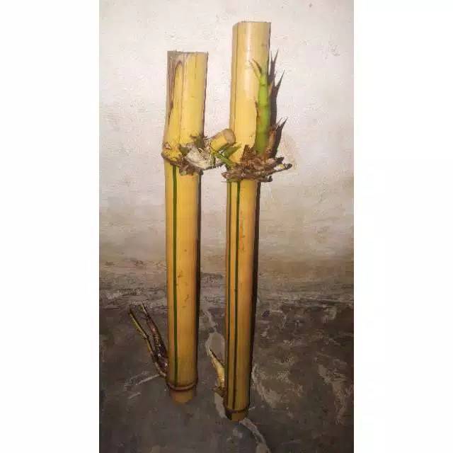 BAMBU KUNING MINI Bibit