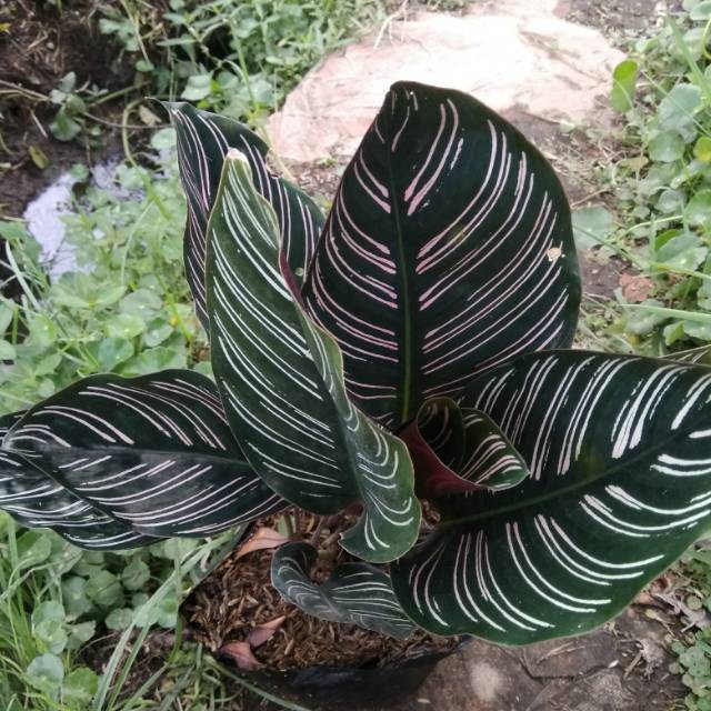 Calathea Pink Strip