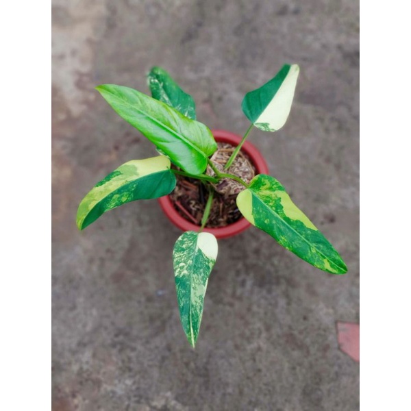 Philodendron Domesticum Variegata