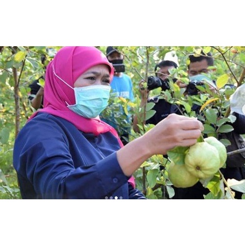 

Jambu kristal kualitas super.dijamin manis khas desa padang