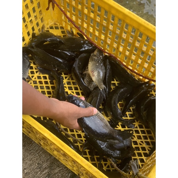 

Ikan Mas Segar 1Kg