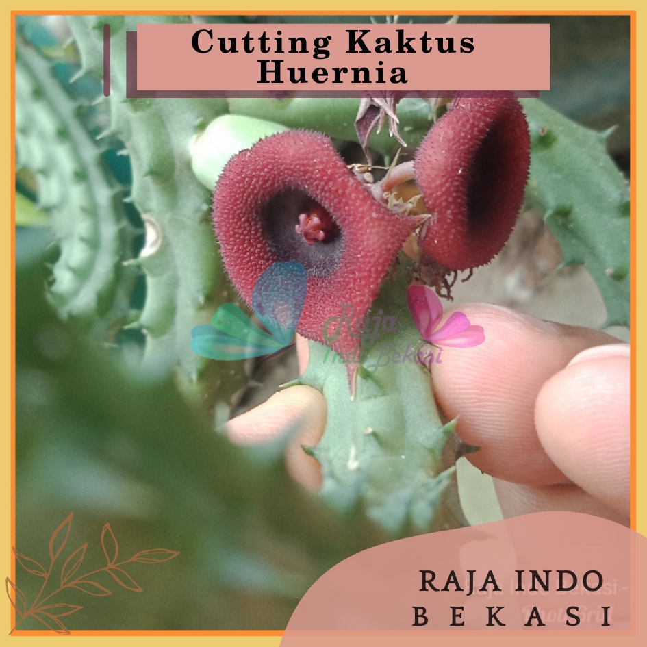 Cutting Kaktus Huernia Cactus Bunga Sekulen Huernia Succulents Unik