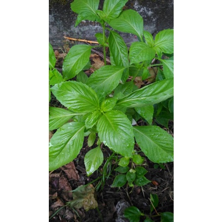 

Daun basil