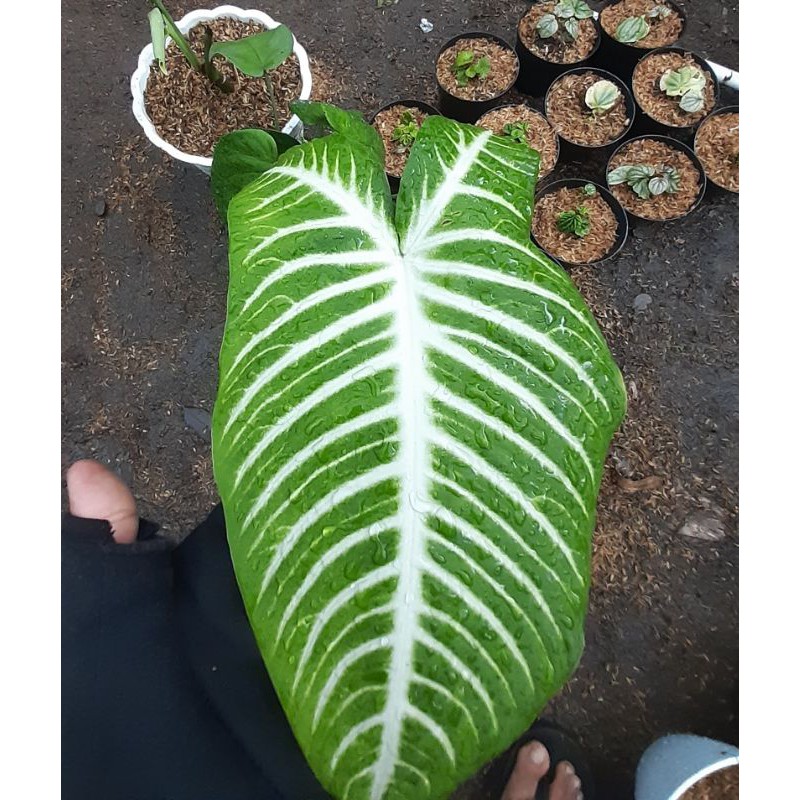 Antasoma Lindenii