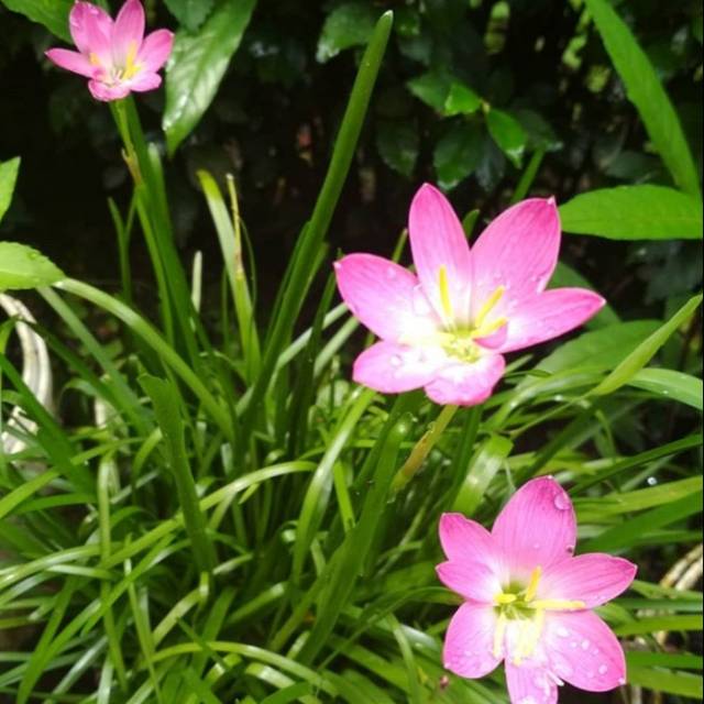 Umbi Bunga Lily Hujan Pink Shopee Indonesia