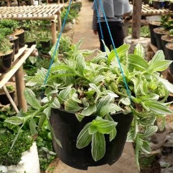 Tanaman gantung tradescantia fluminensis