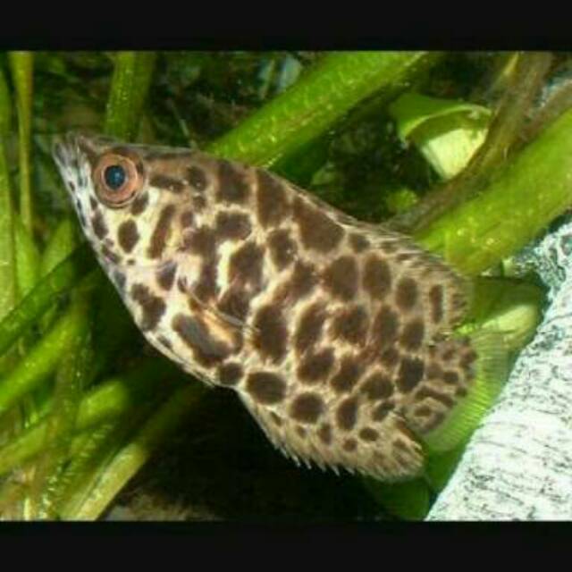 Ikan Hias Ctenopoma Accutirostre