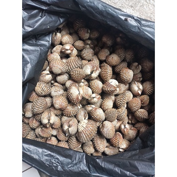 

Kerang Dara 1kg