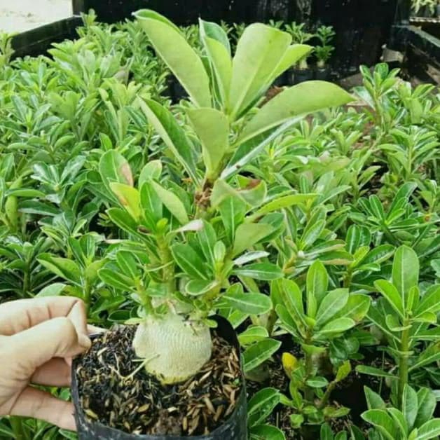 PROMO bibit adenium tumpuk-pohon adenium tumpuk