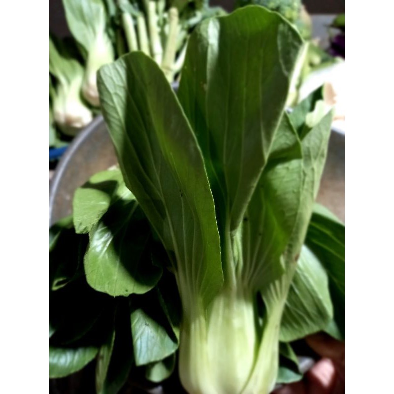 

pakcoy 500g