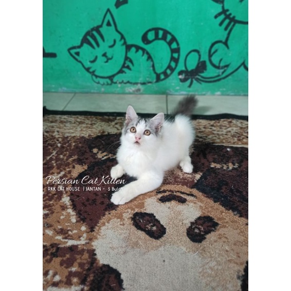 Kucing Persia Kitten 3 Bulan Abu Putih