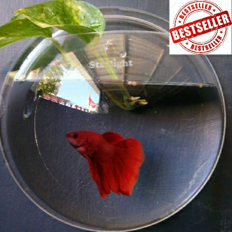 Aquarium Dinding 16,5cm Kecil Untuk Tanaman Hias Atau Vas Bunga