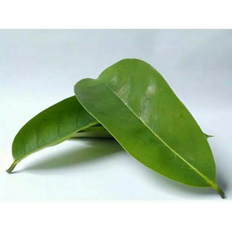 

Daun Sirsak (obat herbal)