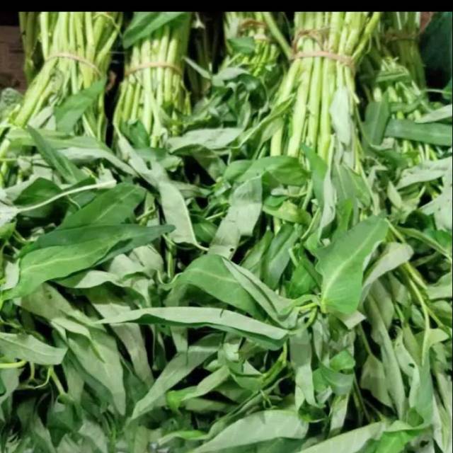 

kangkung