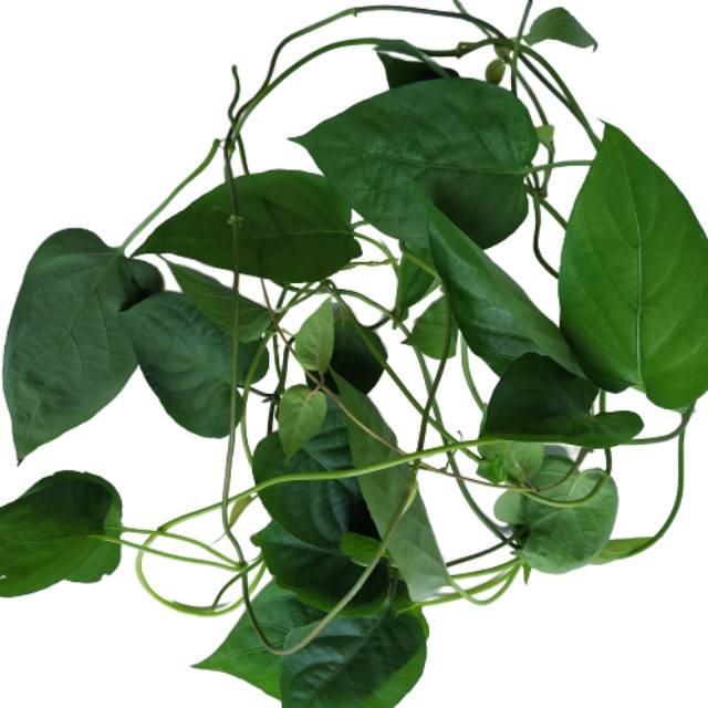 

Daun Kentut Segar | Daun Sembukan Segar 100 Gram | Godong Gemrot Sembukan