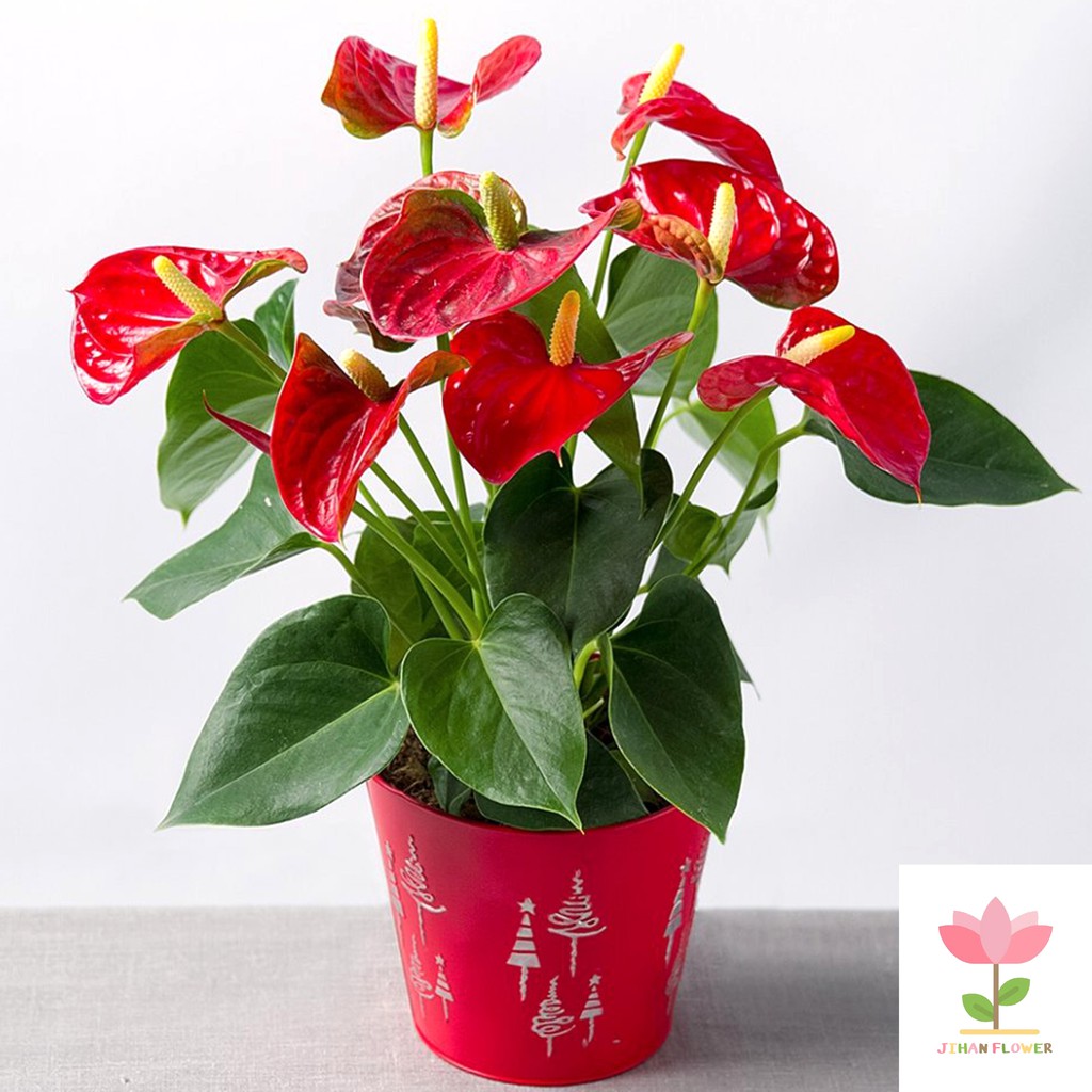 TANAMAN HIAS BUNGA ANTHURIUM MICKEY MOUSE | anthurium mini mickey mouse