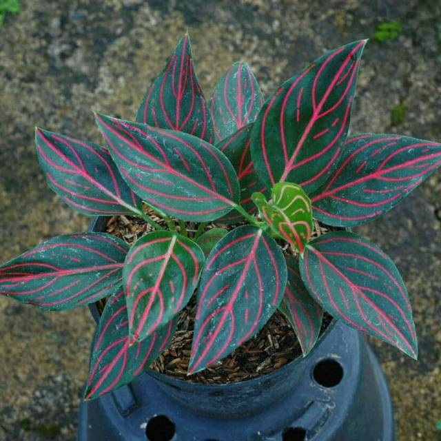  Aglonema  Aglaonema  Rotundum  Tiger  Shopee Indonesia