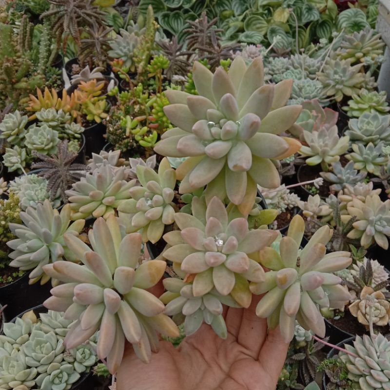 Sukulen Francesco Baldi Kuning FSFR Warna Peach Kekuningan