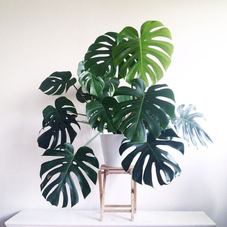 iTanamani iHiasi Daun Philodendron iMonsterai Shopee Indonesia