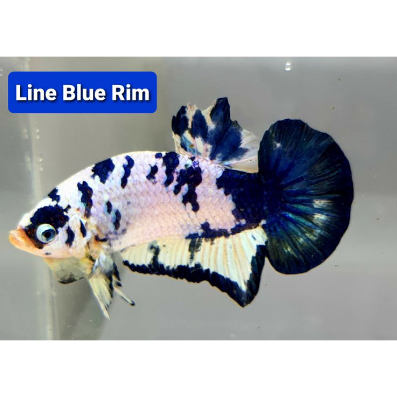 CUPANG BLUE RIM (BOCOR) SIAP BREED (IKAN YG DIKIRIM SESUAI GAMBAR/BUKAN CONTOH)