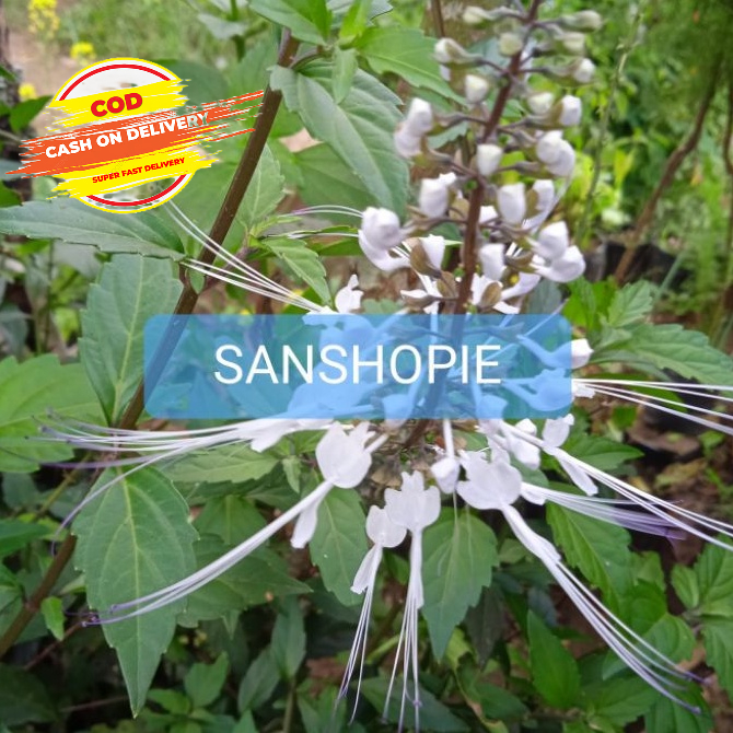 

Daun kumis kucing segar paket 350 gram