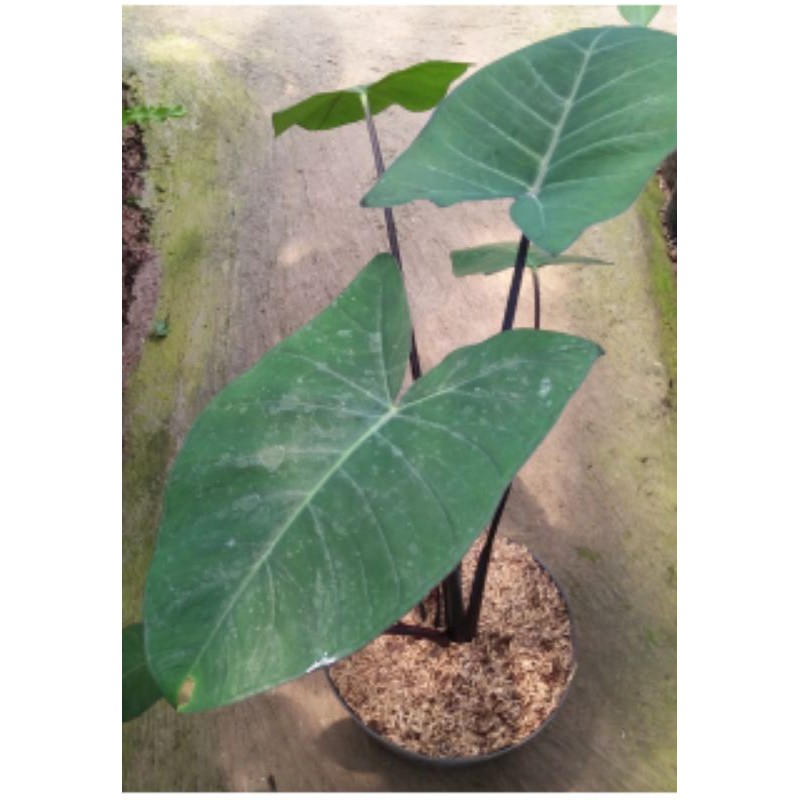 tanaman hias kelady hitam/ talas hitam