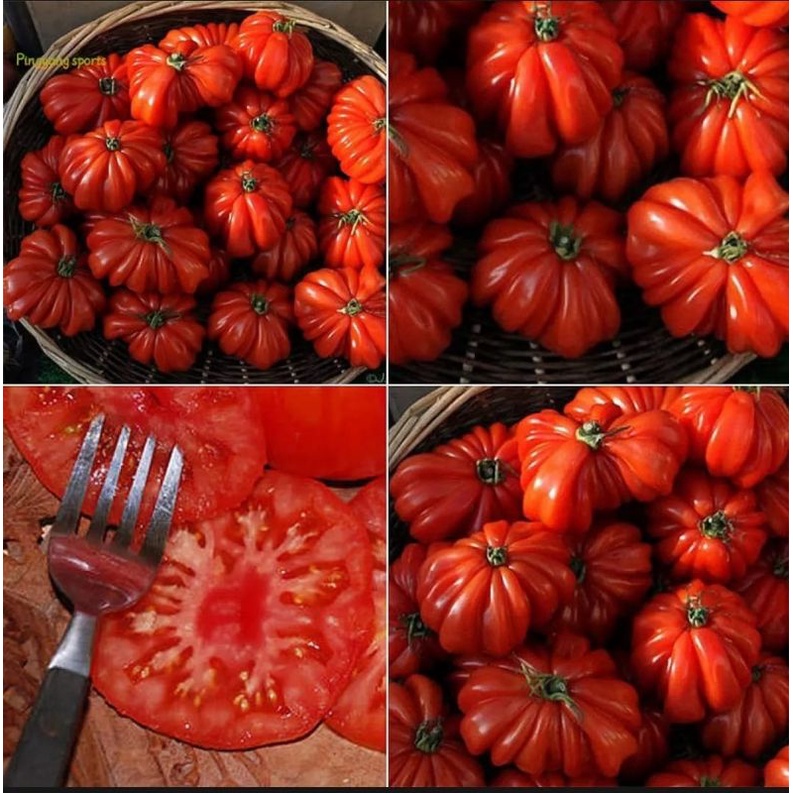 Benih Biji Buah Tomat Pusaka Rasa Manis