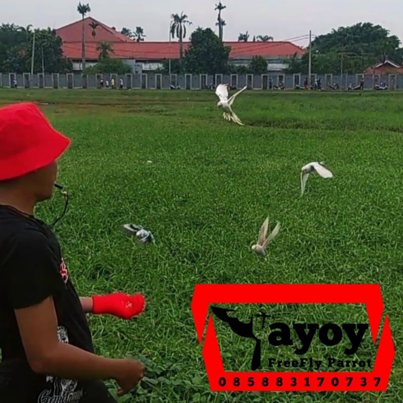 burung parkit jinak skill outdor