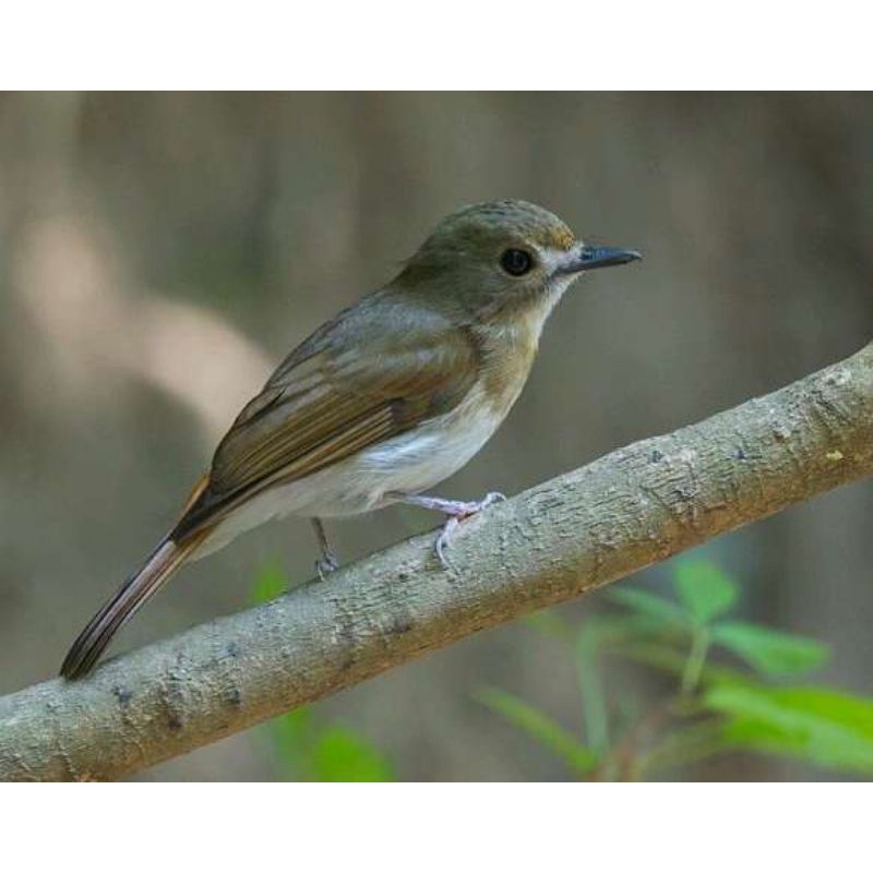 Sikatan Rimba dada coklat(SRDC)