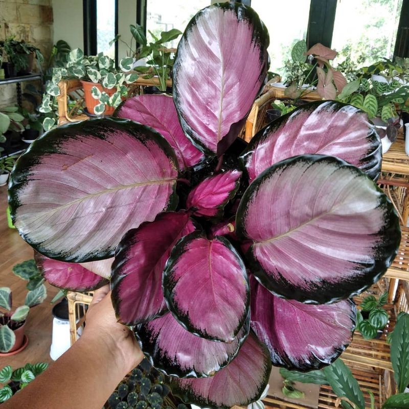 Calathea Crimson ( Tanaman Hias Crimson import murah )