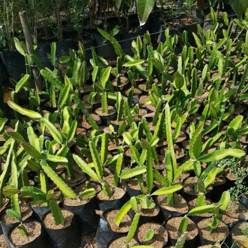 BIBIT BUAH NAGA SUPER (BELI 5 GRATIS 1)
