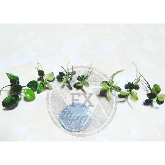 Bantin Harga Anubias Pinto - Dennerle - Rizome - Anakan - Tanaman Aquascape