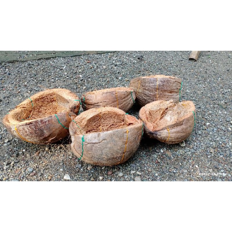 Sarang burung cucak rowo