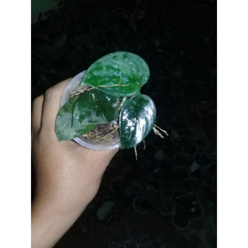 scindapsus jade satin