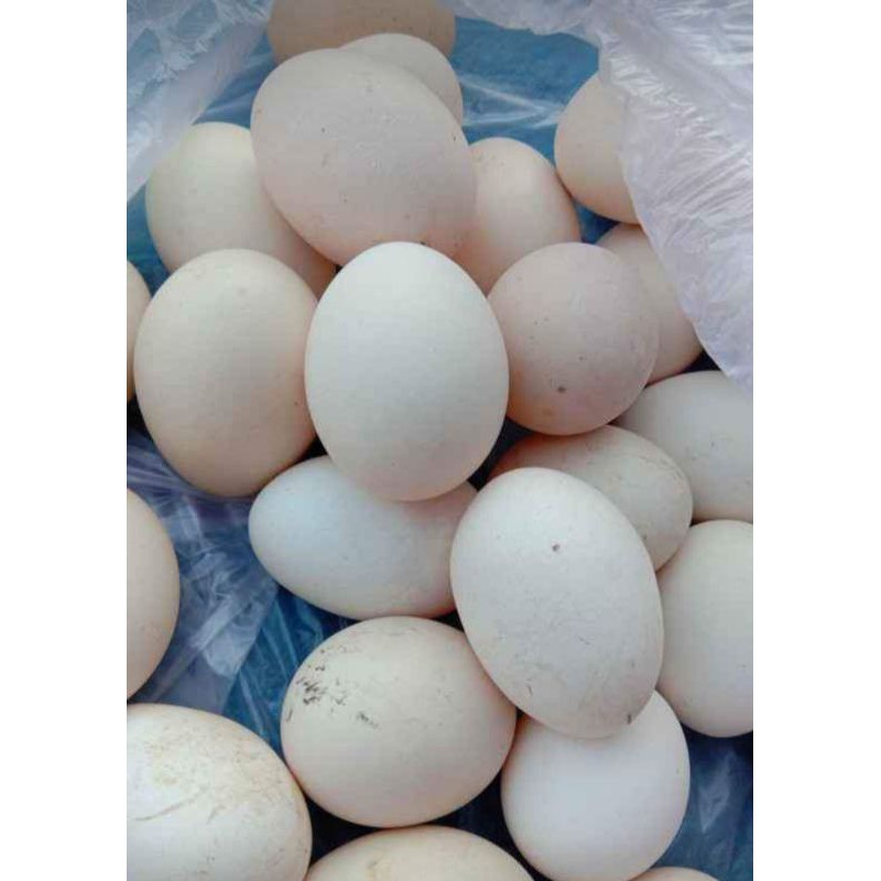 

TELOR AYAM KAMPUNG ASLI DARI PEGUNUNGAN