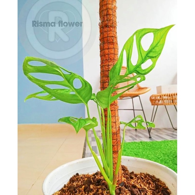 Tanaman hias pohon janda bolong 3-5 daun / philodendron monstera adansoni janda bolong